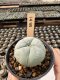 Lophophora Williamsii  5-6 cm 12 years old seed ownroot flower seedling ロフォフォラ　烏羽玉　仔吹き サボテン
