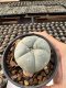 Lophophora Williamsii  5-6 cm 12 years old seed ownroot flower seedling ロフォフォラ　烏羽玉　仔吹き サボテン