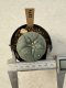 Lophophora Williamsii  5-6 cm 12 years old seed ownroot flower seedling ロフォフォラ　烏羽玉　仔吹き サボテン