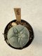 Lophophora Williamsii  5-6 cm 12 years old seed ownroot flower seedling ロフォフォラ　烏羽玉　仔吹き サボテン