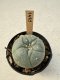 Lophophora Williamsii  5-6 cm 12 years old seed ownroot flower seedling ロフォフォラ　烏羽玉　仔吹き サボテン