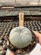 Lophophora Williamsii  5-6 cm 12 years old seed ownroot flower seedling ロフォフォラ　烏羽玉　仔吹き サボテン