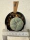 Lophophora Williamsii  5-6 cm 12 years old seed ownroot flower seedling ロフォフォラ　烏羽玉　仔吹き サボテン