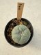 Lophophora Williamsii  5-6 cm 12 years old seed ownroot flower seedling ロフォフォラ　烏羽玉　仔吹き サボテン