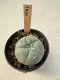 Lophophora Williamsii  5-6 cm 12 years old seed ownroot flower seedling ロフォフォラ　烏羽玉　仔吹き サボテン