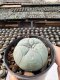Lophophora Williamsii  5-6 cm 12 years old seed ownroot flower seedling ロフォフォラ　烏羽玉　仔吹き サボテン