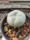 Lophophora Williamsii  5-6 cm 12 years old seed ownroot flower seedling ロフォフォラ　烏羽玉　仔吹き サボテン