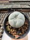 Lophophora Williamsii  5-6 cm 12 years old seed ownroot flower seedling ロフォフォラ　烏羽玉　仔吹き サボテン
