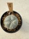 Lophophora Williamsii  5-6 cm 12 years old seed ownroot flower seedling ロフォフォラ　烏羽玉　仔吹き サボテン