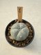 Lophophora Williamsii  5-6 cm 12 years old seed ownroot flower seedling ロフォフォラ　烏羽玉　仔吹き サボテン