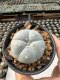 Lophophora Williamsii  5-6 cm 12 years old seed ownroot flower seedling ロフォフォラ　烏羽玉　仔吹き サボテン