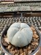 Lophophora Williamsii  5-6 cm 12 years old seed ownroot flower seedling ロフォフォラ　烏羽玉　仔吹き サボテン