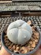 Lophophora Williamsii  5-6 cm 12 years old seed ownroot flower seedling ロフォフォラ　烏羽玉　仔吹き サボテン