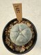 Lophophora Williamsii  5-6 cm 12 years old seed ownroot flower seedling ロフォフォラ　烏羽玉　仔吹き サボテン