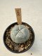 Lophophora Williamsii  5-6 cm 12 years old seed ownroot flower seedling ロフォフォラ　烏羽玉　仔吹き サボテン