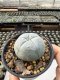 Lophophora Williamsii  5-6 cm 12 years old seed ownroot flower seedling ロフォフォラ　烏羽玉　仔吹き サボテン