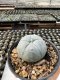 Lophophora Williamsii  5-6 cm 12 years old seed ownroot flower seedling ロフォフォラ　烏羽玉　仔吹き サボテン