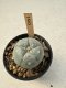 Lophophora Williamsii  5-6 cm 12 years old seed ownroot flower seedling ロフォフォラ　烏羽玉　仔吹き サボテン