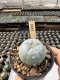 Lophophora Williamsii  5-6 cm 12 years old seed ownroot flower seedling ロフォフォラ　烏羽玉　仔吹き サボテン