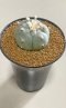 Lophophora Williamsii 8-9 cm 25 years old seed ownroot flower seedling ロフォフォラ　烏羽玉　仔吹き サボテン