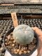 Lophophora Williamsii  5-6 cm 12 years old seed ownroot flower seedling ロフォフォラ　烏羽玉　仔吹き サボテン
