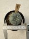 Lophophora Williamsii  5-6 cm 12 years old seed ownroot flower seedling ロフォフォラ　烏羽玉　仔吹き サボテン