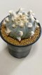 Lophophora Williamsii 8-9 cm 25 years old seed ownroot flower seedling ロフォフォラ　烏羽玉　仔吹き サボテン