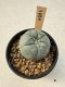 Lophophora Williamsii  5-6 cm 12 years old seed ownroot flower seedling ロフォフォラ　烏羽玉　仔吹き サボテン
