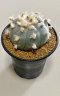 Lophophora Williamsii 8-9 cm 25 years old seed ownroot flower seedling ロフォフォラ　烏羽玉　仔吹き サボテン