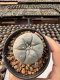 Lophophora Williamsii  5-6 cm 12 years old seed ownroot flower seedling ロフォフォラ　烏羽玉　仔吹き サボテン