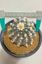 Lophophora Williamsii 8-9 cm 25 years old seed ownroot flower seedling ロフォフォラ　烏羽玉　仔吹き サボテン