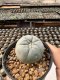 Lophophora Williamsii  5-6 cm 12 years old seed ownroot flower seedling ロフォフォラ　烏羽玉　仔吹き サボテン