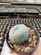 Lophophora Williamsii  5-6 cm 12 years old seed ownroot flower seedling ロフォフォラ　烏羽玉　仔吹き サボテン