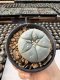 Lophophora Williamsii  5-6 cm 12 years old seed ownroot flower seedling ロフォフォラ　烏羽玉　仔吹き サボテン