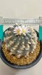 Lophophora Williamsii 8-9 cm 25 years old seed ownroot flower seedling ロフォフォラ　烏羽玉　仔吹き サボテン