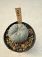 Lophophora Williamsii  5-6 cm 12 years old seed ownroot flower seedling ロフォフォラ　烏羽玉　仔吹き サボテン