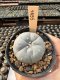 Lophophora Williamsii  5-6 cm 12 years old seed ownroot flower seedling ロフォフォラ　烏羽玉　仔吹き サボテン
