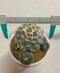 Lophophora Williamsii 8-9 cm 25 years old seed ownroot flower seedling ロフォフォラ　烏羽玉　仔吹き サボテン