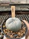 Lophophora Williamsii  5-6 cm 12 years old seed ownroot flower seedling ロフォフォラ　烏羽玉　仔吹き サボテン
