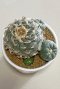 Lophophora Williamsii 8-9 cm 25 years old seed ownroot flower seedling ロフォフォラ　烏羽玉　仔吹き サボテン