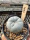 Lophophora Williamsii  5-6 cm 12 years old seed ownroot flower seedling ロフォフォラ　烏羽玉　仔吹き サボテン
