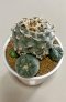 Lophophora Williamsii 8-9 cm 25 years old seed ownroot flower seedling ロフォフォラ　烏羽玉　仔吹き サボテン