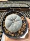 Lophophora Williamsii  5-6 cm 12 years old seed ownroot flower seedling ロフォフォラ　烏羽玉　仔吹き サボテン