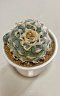 Lophophora Williamsii 8-9 cm 25 years old seed ownroot flower seedling ロフォフォラ　烏羽玉　仔吹き サボテン