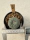 Lophophora Williamsii  5-6 cm 12 years old seed ownroot flower seedling ロフォフォラ　烏羽玉　仔吹き サボテン