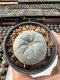 Lophophora Williamsii  5-6 cm 12 years old seed ownroot flower seedling ロフォフォラ　烏羽玉　仔吹き サボテン