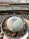Lophophora Williamsii  5-6 cm 12 years old seed ownroot flower seedling ロフォフォラ　烏羽玉　仔吹き サボテン