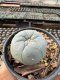Lophophora Williamsii  5-6 cm 12 years old seed ownroot flower seedling ロフォフォラ　烏羽玉　仔吹き サボテン