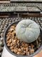 Lophophora Williamsii  5-6 cm 12 years old seed ownroot flower seedling ロフォフォラ　烏羽玉　仔吹き サボテン