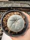 Lophophora Williamsii  5-6 cm 12 years old seed ownroot flower seedling ロフォフォラ　烏羽玉　仔吹き サボテン